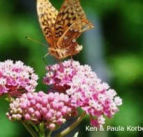 A small tan butterfly with brown spots is sittingon bright pink milkweed flower