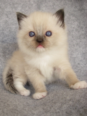 Kitten With Gray Eyes