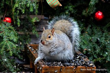 An eastern gray squirrel has staked a claim on the bird feeder filled with sunflower seed. He is sitting right in the middle of it