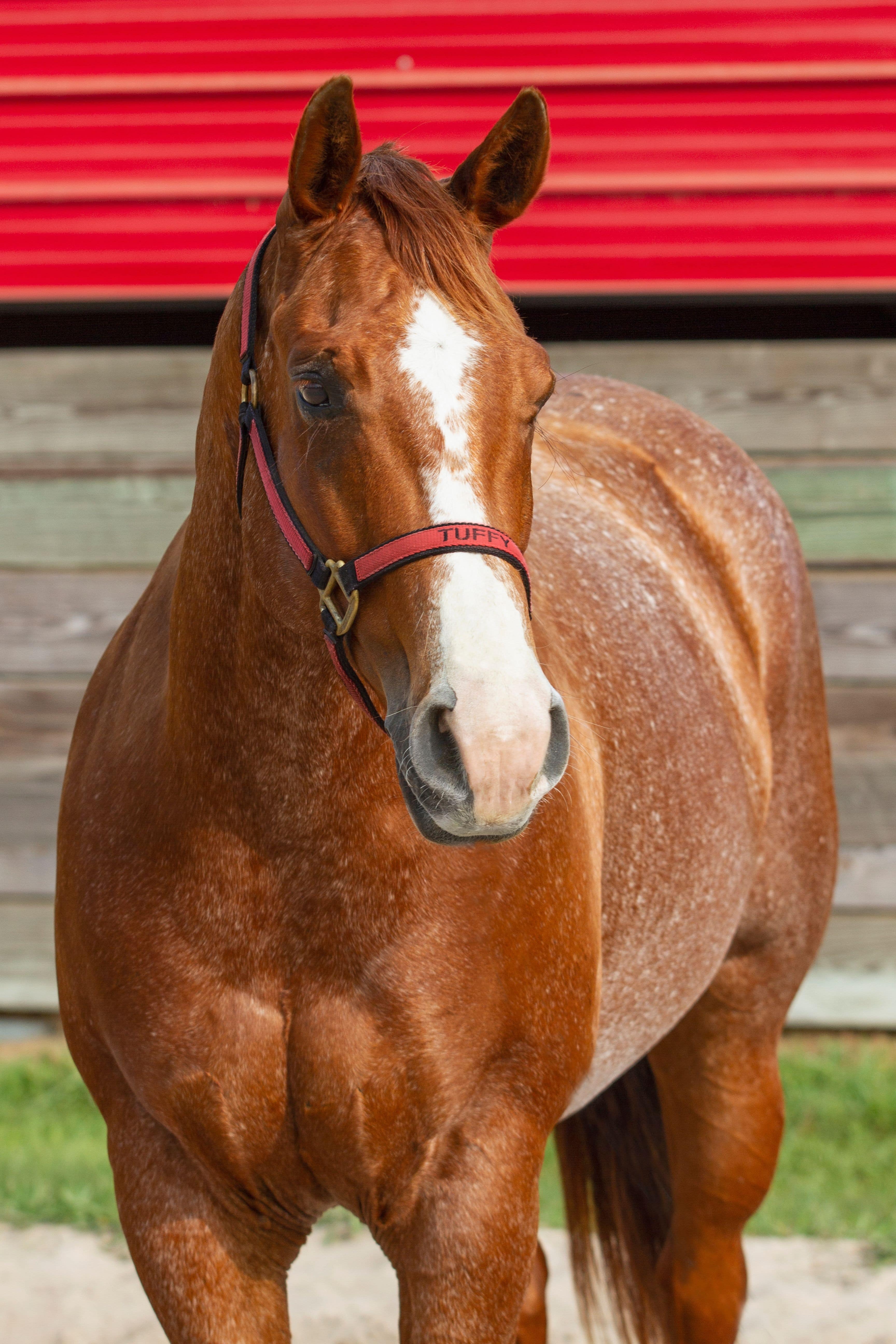 Tuffy is a Western lesson horse at J & S Performance Horses. He is a red roan gelding with a blaze, wearing a red and black halter with his name on it.