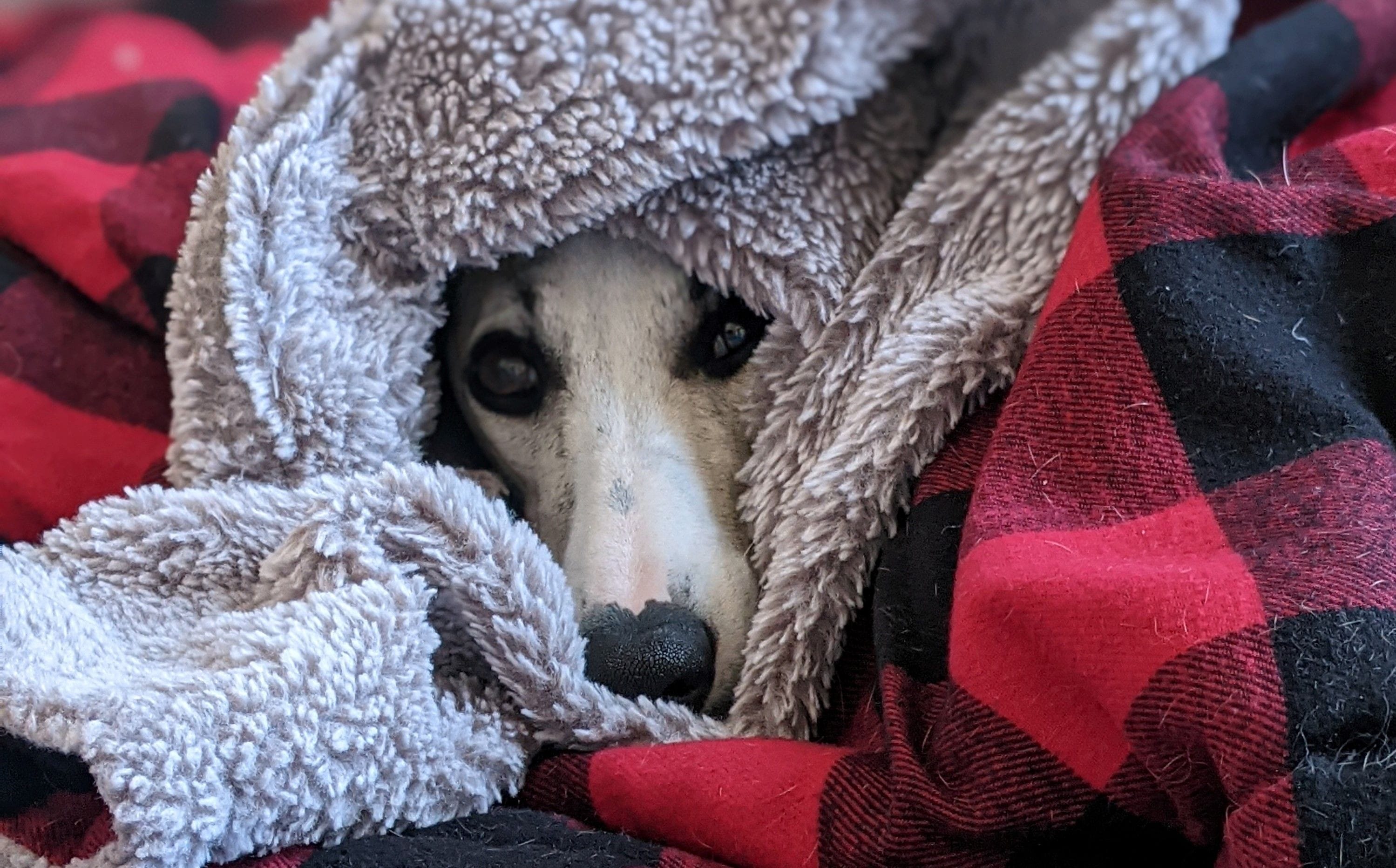 A Whippet wrapped in a buffalo plaid blanket