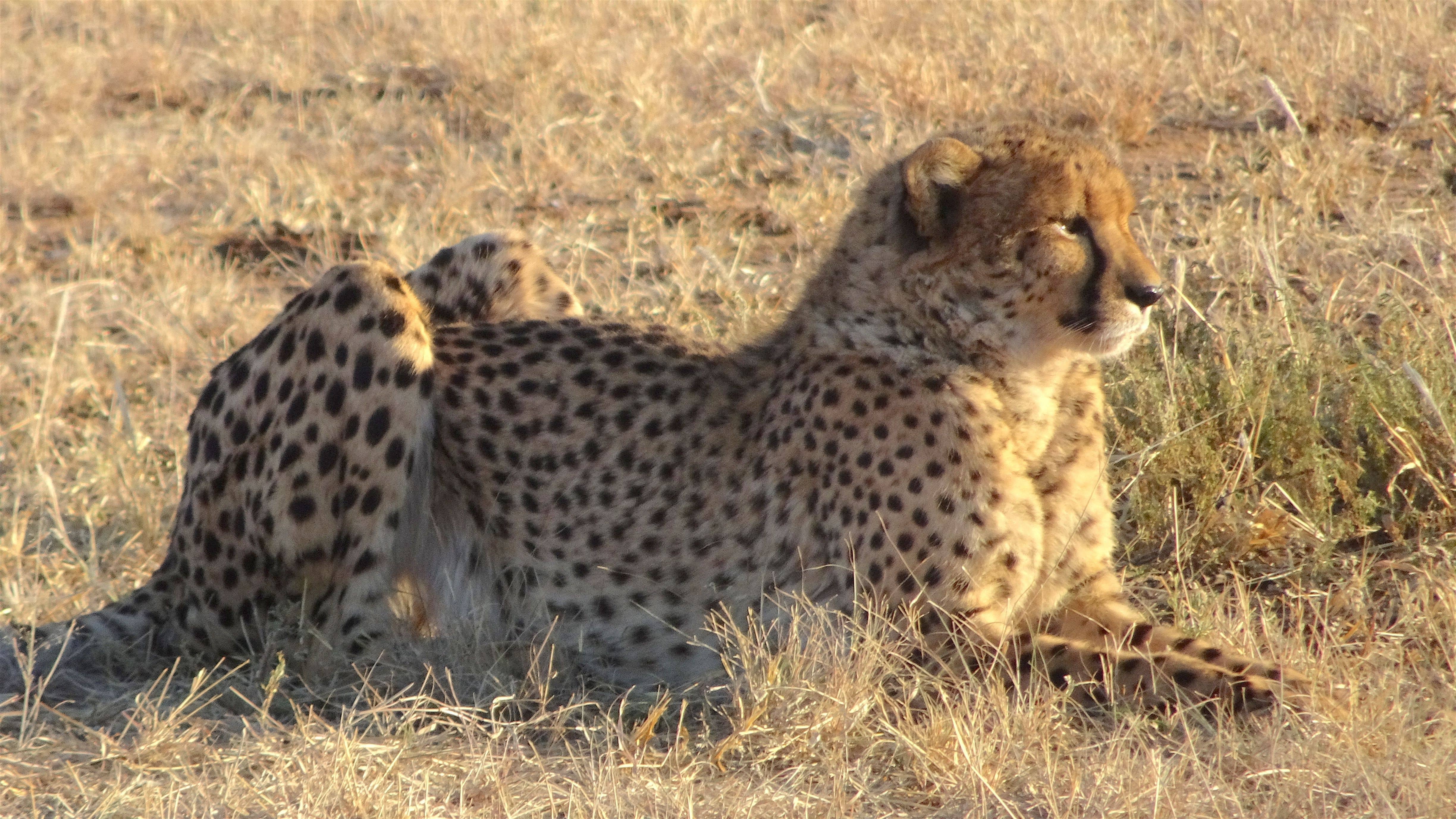 A cheetah at the Cheetah Conservation Fund in Namibia.
