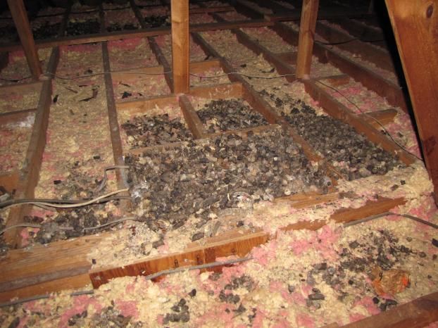 A small section of this 3000sqft attic, showing what happens when you allow raccoons to spend a year or two in your attic.  This toilet area is one of several in this large attic.  We filled a 30 yard dumpster with all this soiled insulation and feces.  Don't try to do wildlife a favor by providing housing, because they're not good house guests.