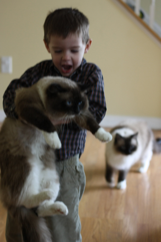 Little Boy Playing With Cats