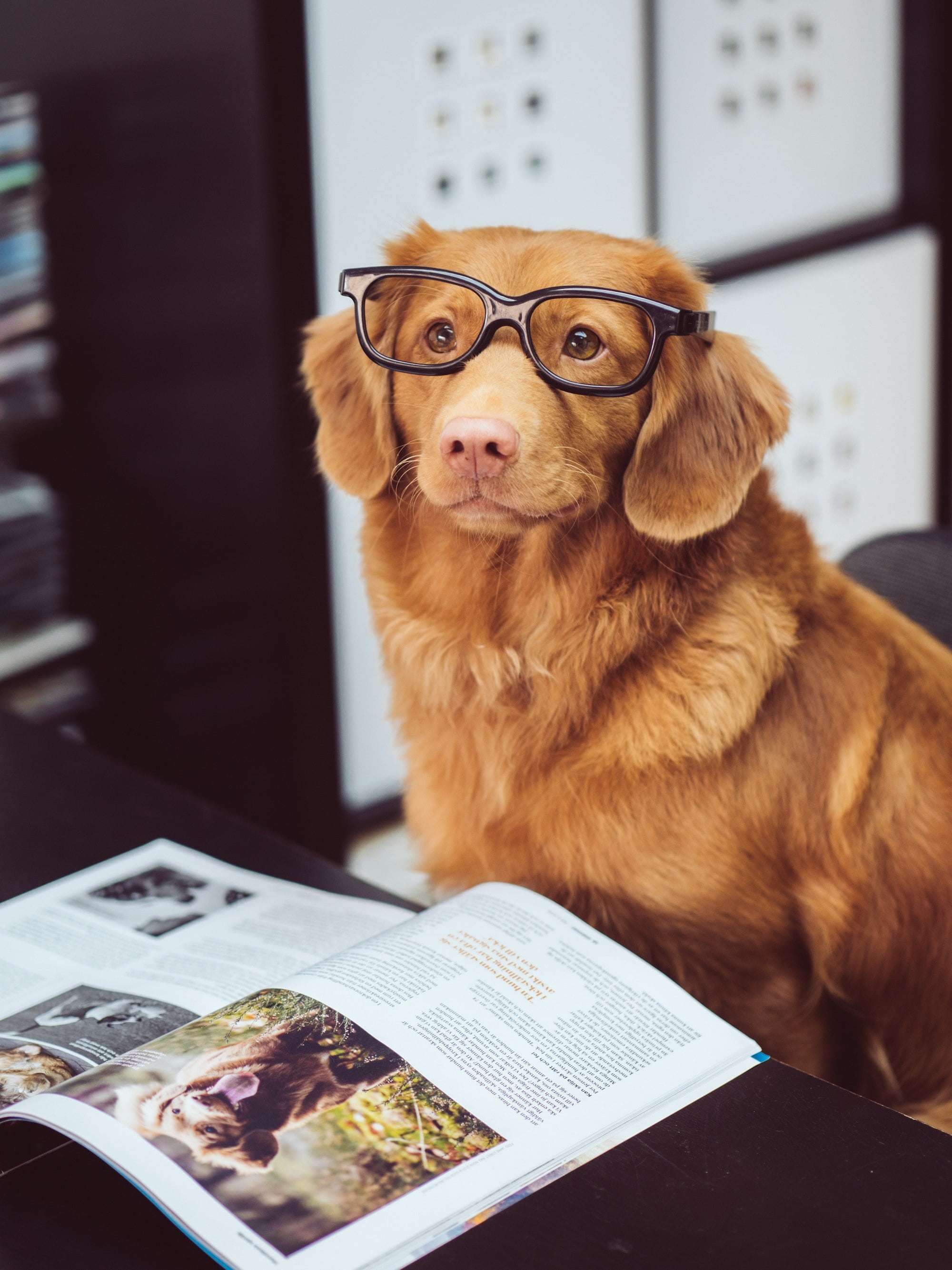 Dog sitting in front of computer with reading glasses