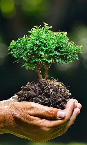 Hands Holding a Small Tree