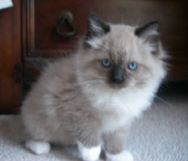 Adult Ragdoll Cat