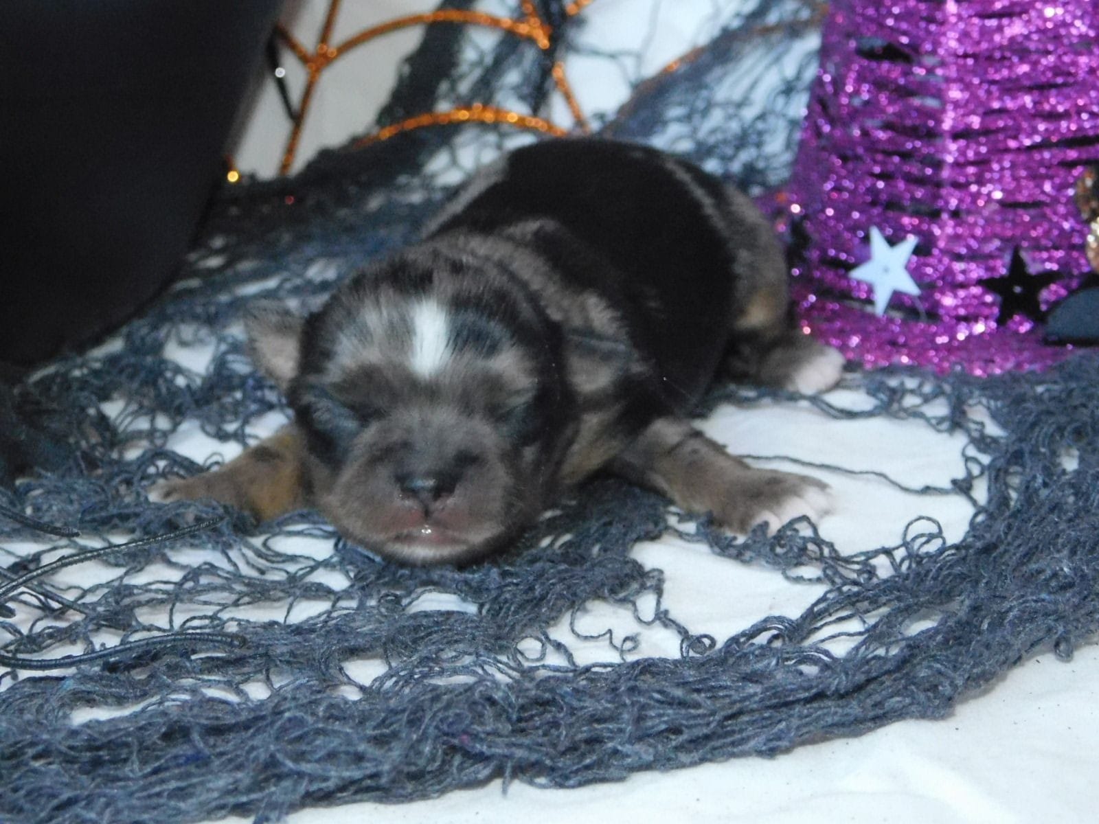 Arkansas Chihuahua puppies for sale