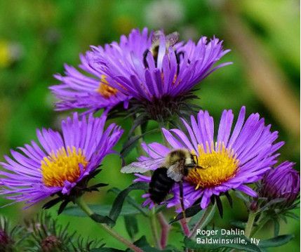 Four florescent purple flowers with bright yellow centers. A large bumblebee is on the first flower. Image by Roger Dahlin