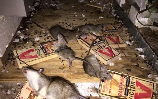 Dead rat removal in Liberty Hill, TX