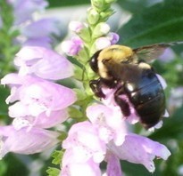 Physostegia virginiana a huge bumblebee with his back to the camera is feeding on the pink flowers whose pink color looks like it was bleached by the sun.