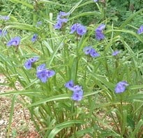 Tradescantia ohiensis - Ohio Spiderwort, small blue flowers on grass like stems.