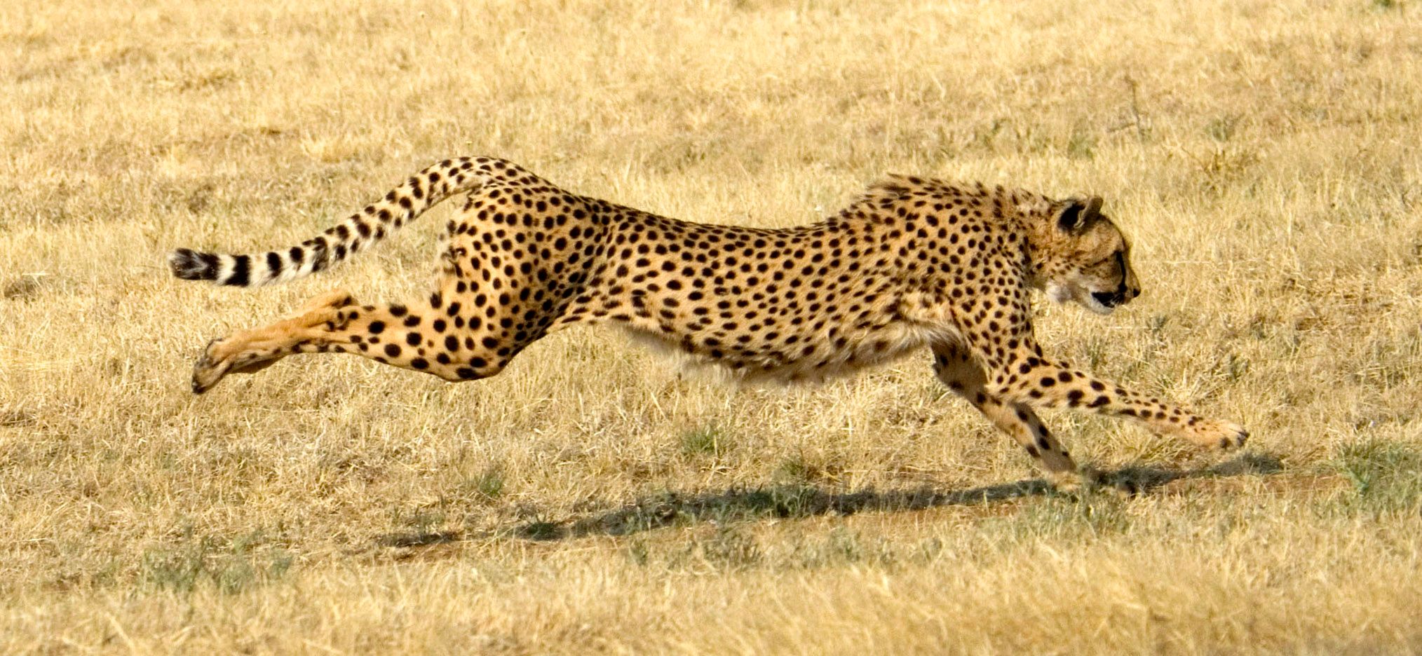 Cheetah running in the savanna. Cheetah in Namibia, Africa. 