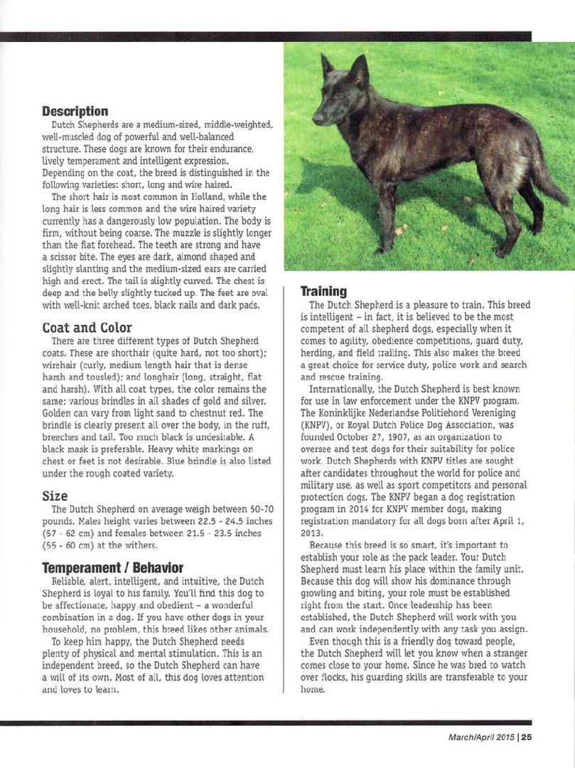 Dutch Shepherd Meet the Breed article page 4