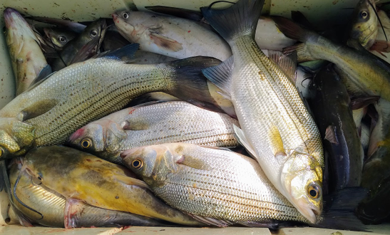 Fishing pictures caught with Guide Keith Parks lake Tawakoni Texas Messin' with the Fish
