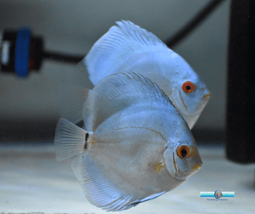 Silver Discus Fishes