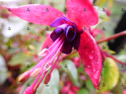 A photograph of a bright pink flower with a purple center by Jennifer Priester.