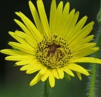 Silphium laciniatum - Compass Plant, close of picture of one flower that has 40 or so slender yellow petals.