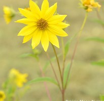 A very tall sunflower with small yellow petal that have pointy tips.