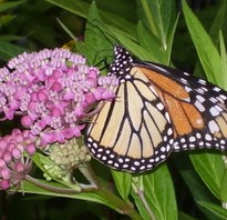 Asclepias incarnata, a monarch butterfly visiting the magenta colors flowers of  Swamp Milkweed