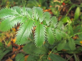 The leaves of Silverweed leaves a heavily veined and are jagged