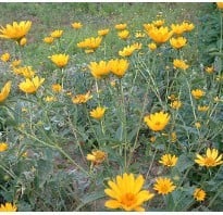 Garden with 50 Heliopsis helianthoides, flowers each with bright yellow petals and orange centers.