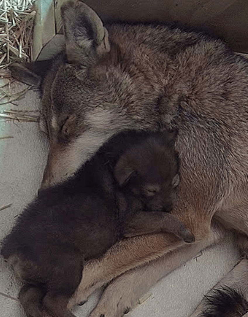 Most Endangered Wolf Species Born at Zoo