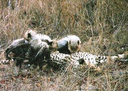 Mama cheetah and her young adorable cheetah cubs.