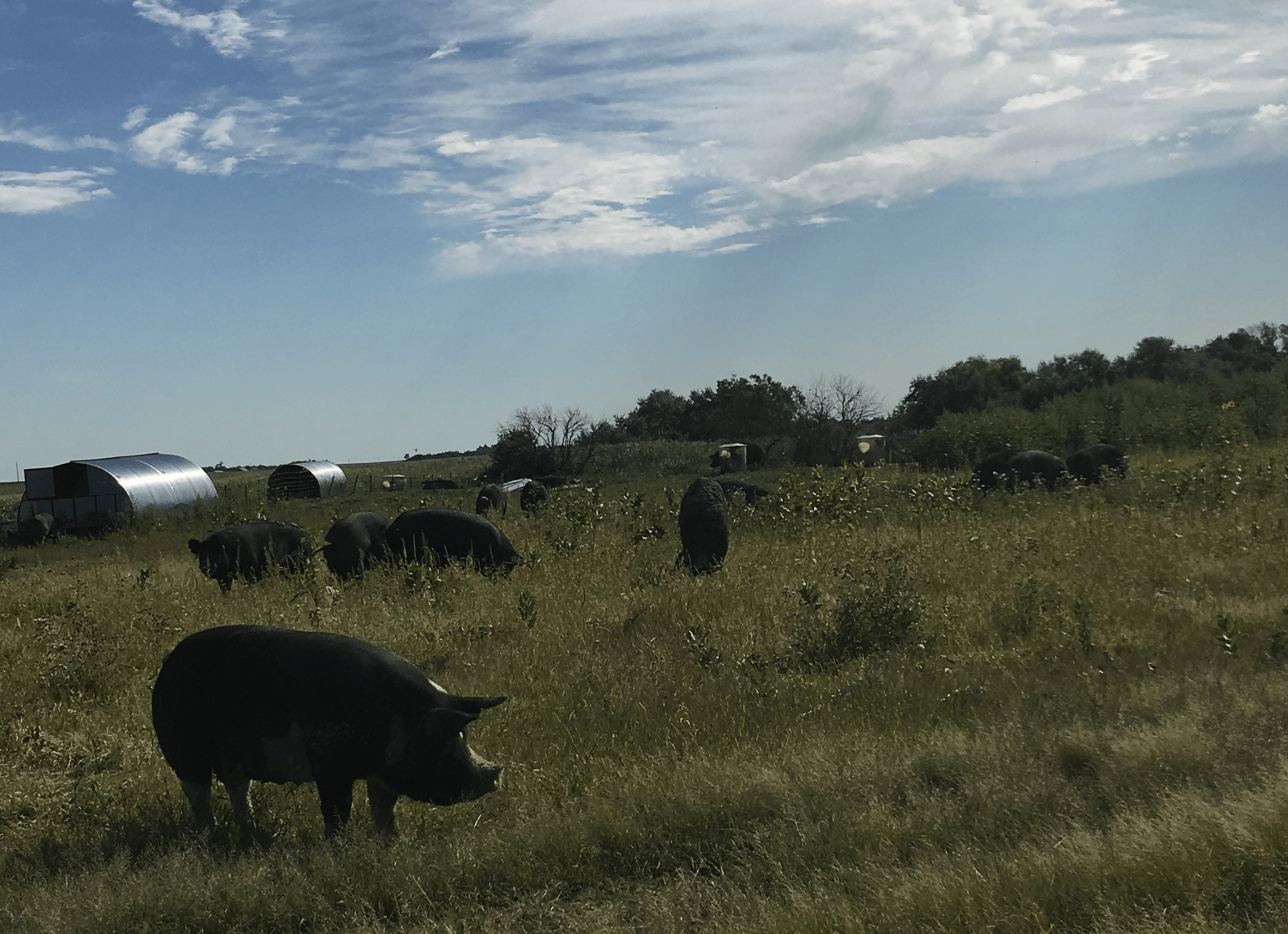 Pasture Pig