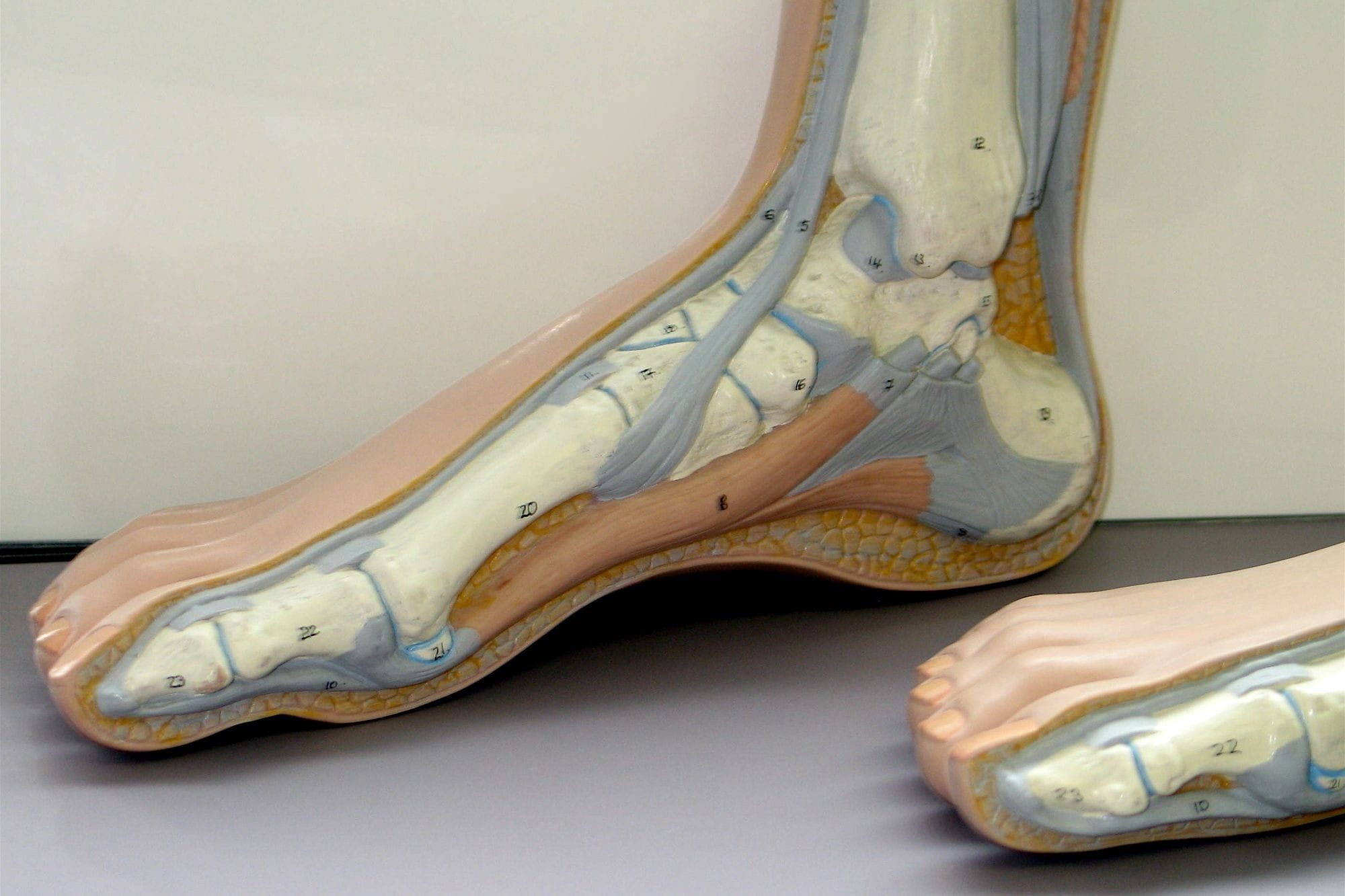 Model of Foot and Ankle