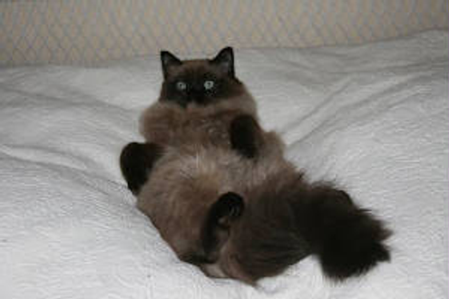 Darker Ragdoll Cat