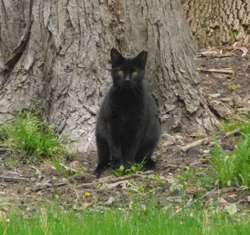 A photograph of a black cat sitting under a tree by Jennifer Priester.