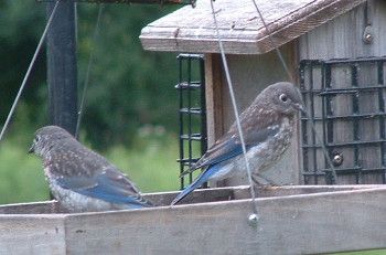 Two bluebirds sitting on a birdfeeder