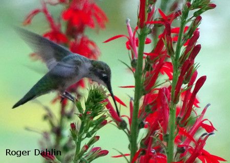 Hummingbird feeding on red flowers of the Cardinal Flower - Lobelia cardinalis. Photo by Roger Dahlin