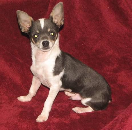 Charleston Arkansas Chihuahua breeder
Exquisite Chihuahua puppies for sale