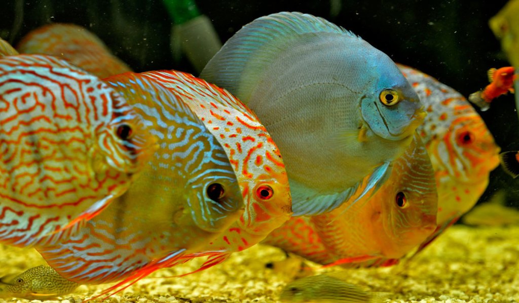 Multicolored Discus Fishes