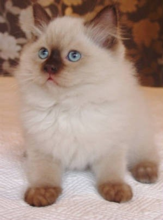 Virginia ragdoll kittens