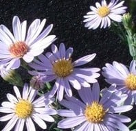 Symphyotrichum laeve, Smooth Blue Aster.  Photographer Roger Dahlin used a black background to accent six light-toned purple flowers, the cent is a soft yellow.