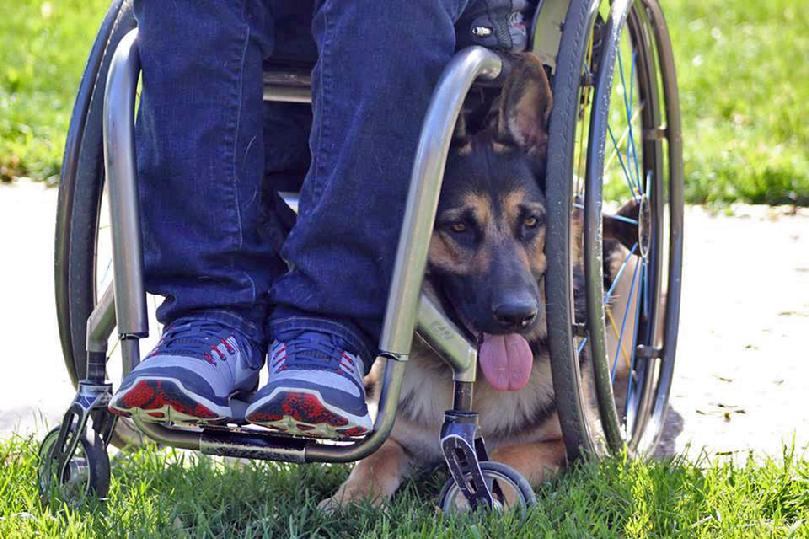 Mobility assistance service dog