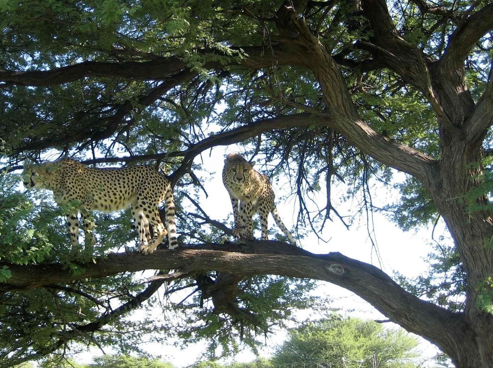 Two cheetahs spend time up in a play tree at the Cheetah Conservation Fund.
