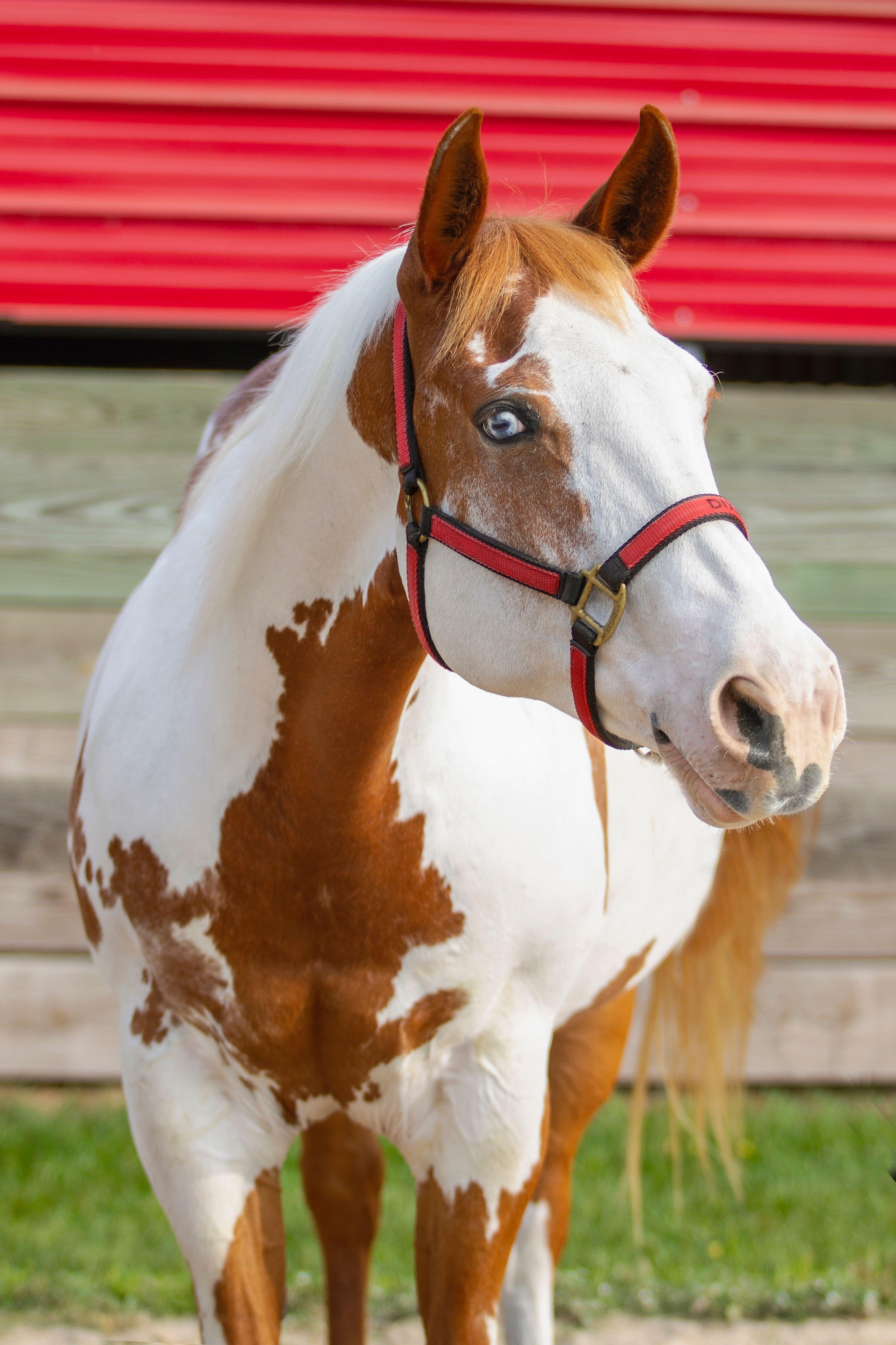 Dixie is a lesson horse at J & S Performance Horses. She is a sorrel and white paint mare with two blue eyes wearing a red and black halter with her name on it.