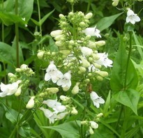 Penstemon digitalis, Foxglove beardtongue fifty or so white little flowers that look a bit like little white horns.