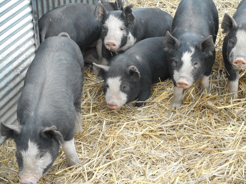 Pigs In Farm