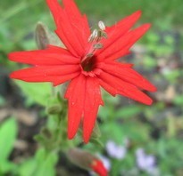 Silene Viriginica , Fire Pink, one small red flower with five petals edges look like they have been decorated by tiny pinking shears.