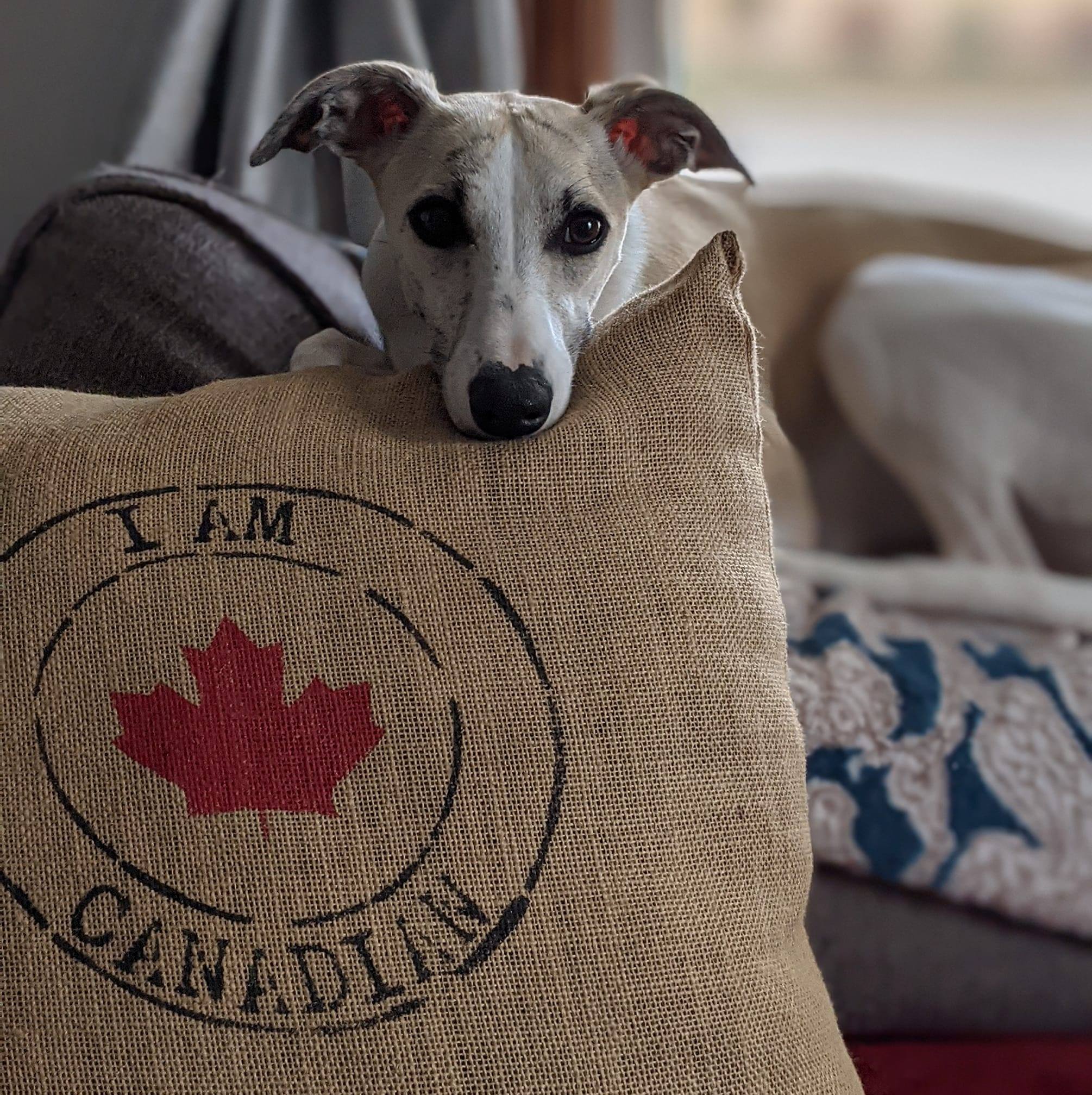 A Whippet puppy on a canada pillow