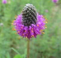 The pink  flowers of Purple Prairie Clover. look like Common Clover on a stick.