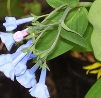 Seven tiny sky blue flowers that hang down from the stem that they look like little bells.
