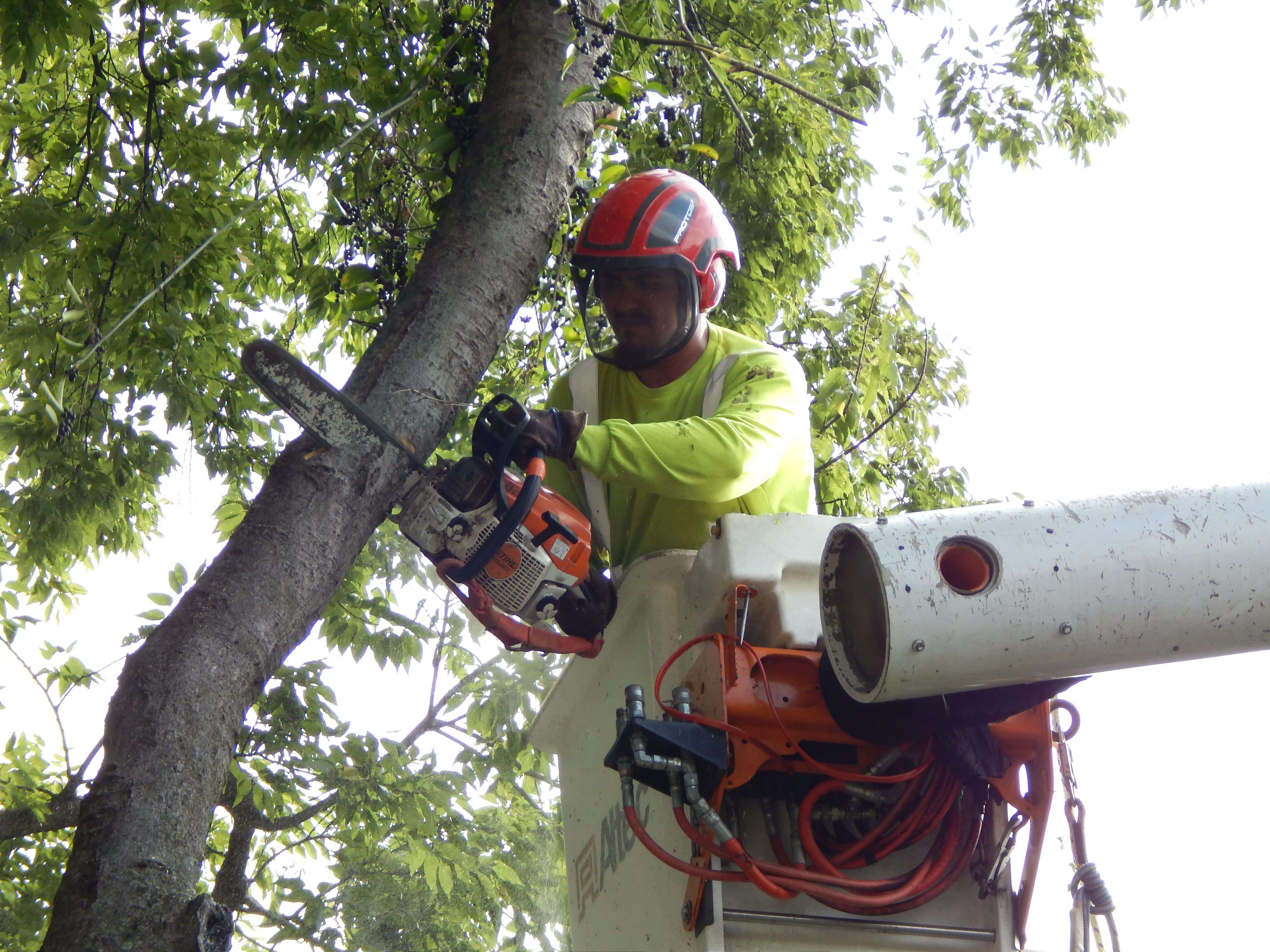 tree clearing services near me
