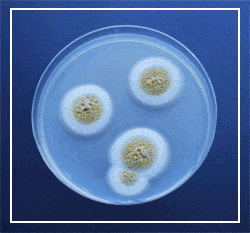 Mold Growing In A Petri Dish