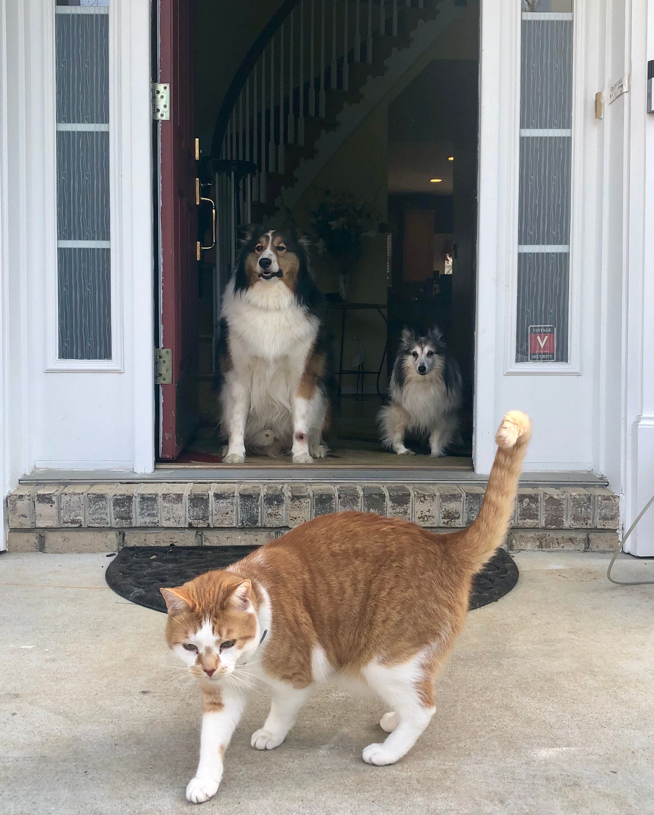 Dogs and a Cat at Front Door